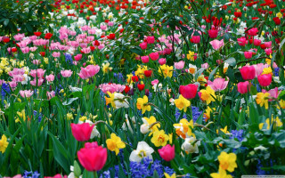 Colorful flowers green leaves background - colorful flower free wallpaper