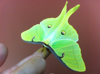 Green butterfly long wing hand - real life skin free wallpaper