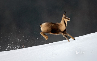 Goat snow hill astronaut aurora - a hill side free wallpaper