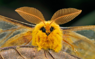 Yellow black butterfly long tail - butterfly free wallpaper