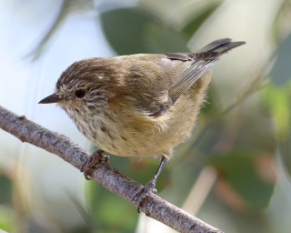 Small bird branch leaves blurry 2 - australian tonalism free wallpaper