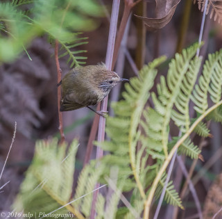 Bird perched branch forest ferns - animal photography free wallpaper