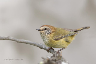 Small bird perched branch tree - assemblage free wallpaper
