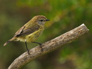 Small bird perched branch forest 3 - australian tonalism free wallpaper