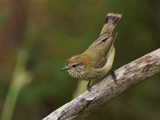 Small bird branch forest australian - australian tonalism free wallpaper