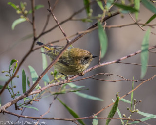Small bird perched branch tree 10 - australian tonalism free wallpaper