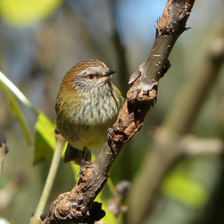 Small bird perched branch tree 16 - a blurry background free wallpaper