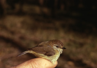 Small bird person hand woods - a blurry background of grass and dirt free wallpaper