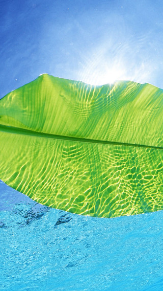 Green leaf floating water sun - the water free wallpaper