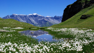 Field flowers lake mountains snow - a field of flowers free wallpaper
