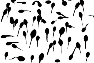 Black flowers white background silhouette - carol bove free wallpaper