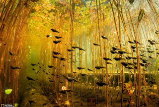 Fish pond reeds forest autumn - a microscopic photo free wallpaper