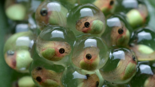 Green fruit holes middle bunch 2 - water droplet free wallpaper