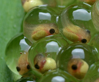 Glass balls yellow black dots - a green surface free wallpaper