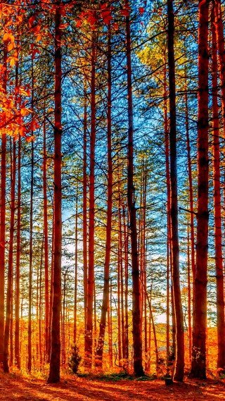 Colorful forest tall trees fall - a blue sky above free wallpaper