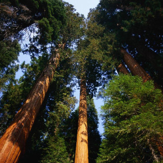 Tall trees forest blue sky 3 - a detailed matte painting free wallpaper