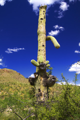 Cactus green plant field blue - green plant free wallpaper