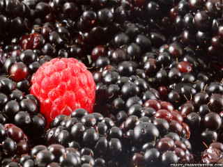 Blackberries red berry top bunch - berry free wallpaper