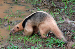 Bear walking muddy water grass - its head in free wallpaper