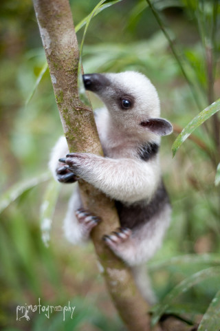 Small white black animal climbing - animal photography free wallpaper