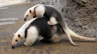 Small white black animals rock - amédée ozenfant free wallpaper