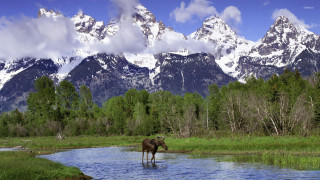Moose river mountain snow nature - the top of the mountains free wallpaper