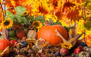 Pumpkin display autumn harvest orange - orange leaf free wallpaper