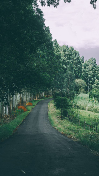 Black road trees field night - afewerk tekle free wallpaper