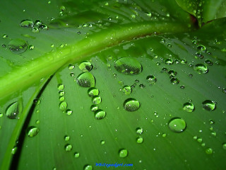 Green leaf water droplets green - a few leaf free wallpaper
