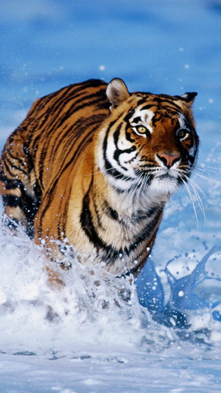 Tiger running through water in - a blurry background free wallpaper