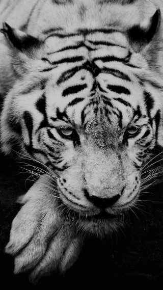 Tiger lying down head paw - e. william gollings free wallpaper