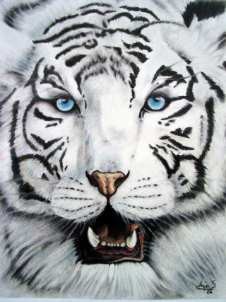 White tiger blue eyes white - alison kinnaird free wallpaper