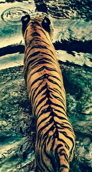 Tiger walking water sky clouds - animal photography free wallpaper