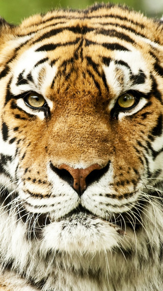 Tiger large striped fierce wild - look free wallpaper