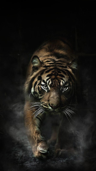 Tiger walking dark smoke mouth - animal photography free wallpaper