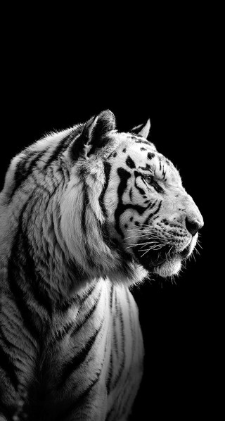 White tiger sitting dark looking - andrew law free wallpaper