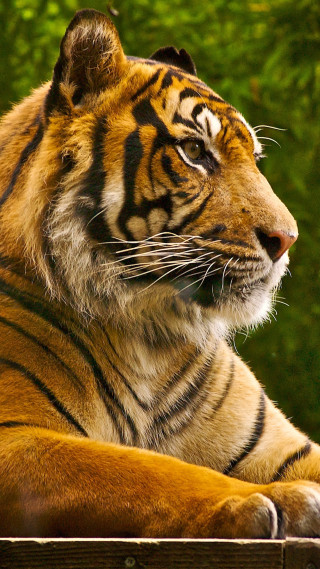 Tiger laying wooden platform forest - animal photography free wallpaper