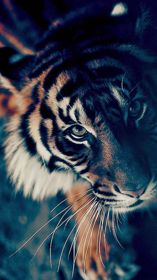 Tiger rock looking distance blurry - a rock free wallpaper