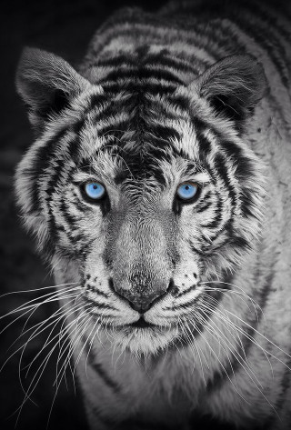 White tiger blue eyes marble - free animals wallpaper