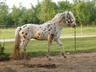 Spotted horse running fenced trees - a fenced in area free wallpaper