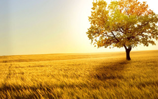 Lone tree golden grass sunset 2 - a lone tree in a field free wallpaper