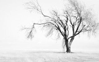 Lone tree snowy field winter - a lone tree in a snowy field free wallpaper