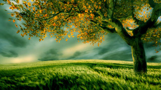 Tree grassy field cloudy sky - a grassy field free wallpaper