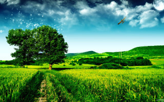 Field tree bird flying full - afewerk tekle free wallpaper