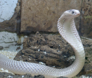 White snake rock zoo cobra - real life skin free wallpaper