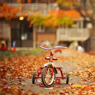 Red tricycle park fall leaves - florianne becker free wallpaper