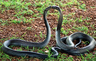 Snake curled grass ground mouth - an illustration of free wallpaper