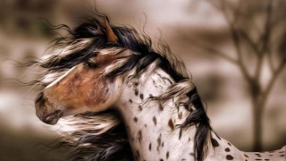 Horse long mane spotted coat - a long mane free wallpaper
