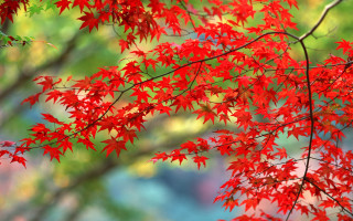 Red tree leaves foreground blurry - aimitsu free wallpaper