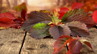 Leaves table wooden surface blurry - a blurry background of leaves free wallpaper